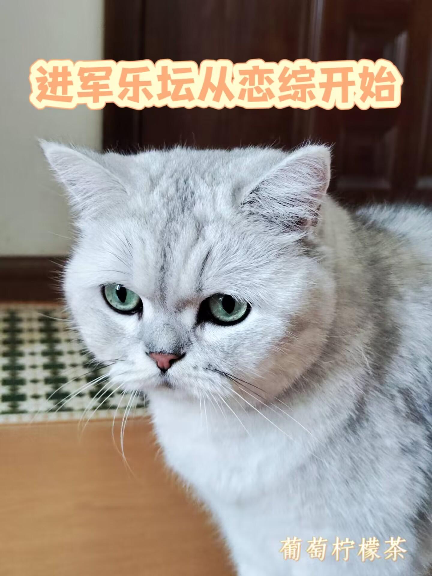 娱乐之从恋爱综艺开始